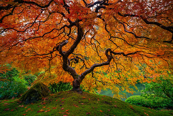 Japanese Maple in Fall
