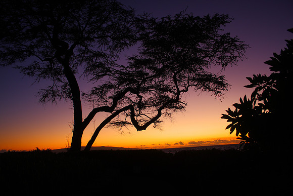 Sunset Tree over Maui